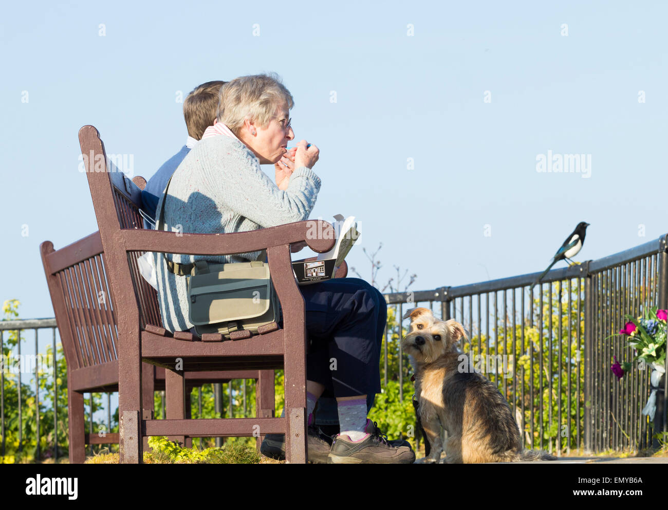 elderly couple eating fish and chips with Magpie on fence and pet dog at feet. UK Stock Photo