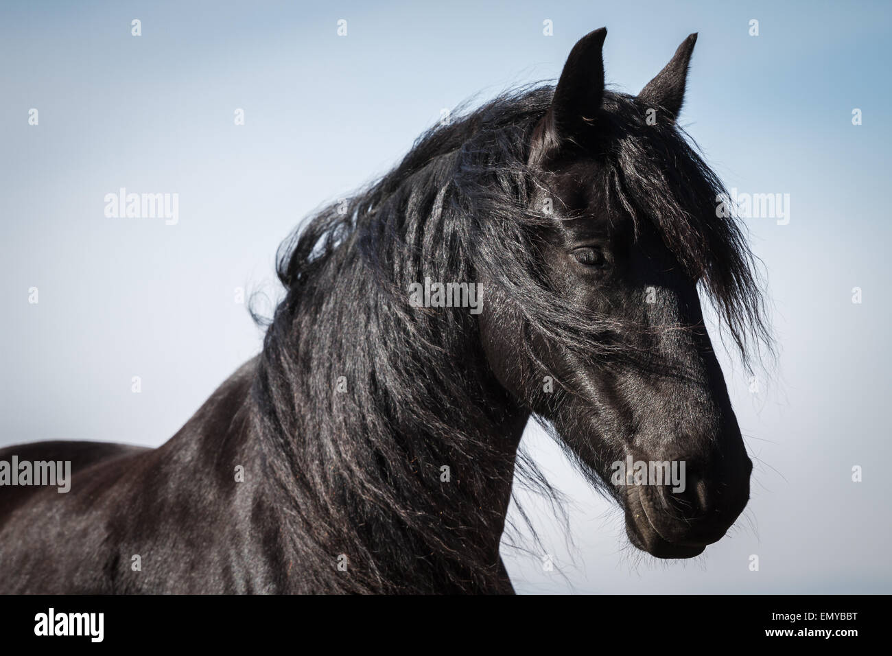 Black friesian horse stallion portrait hi-res stock photography and ...