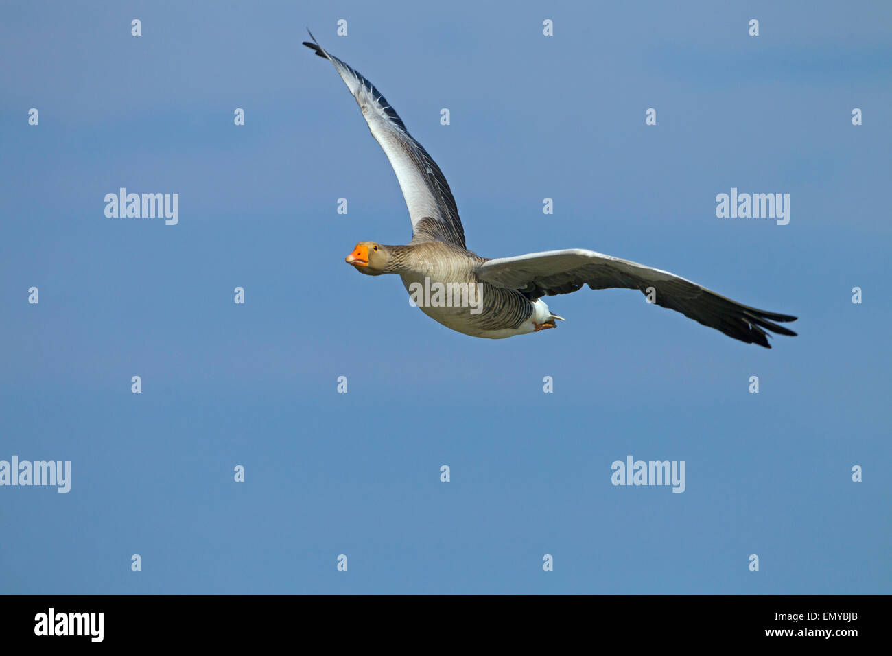 Greylag Geese Anser anser single bird in flight Stock Photo