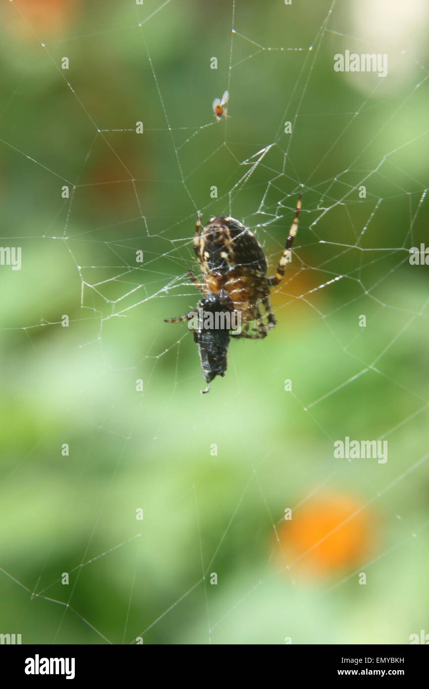spider and the fly caught in spiders web Stock Photo Alamy