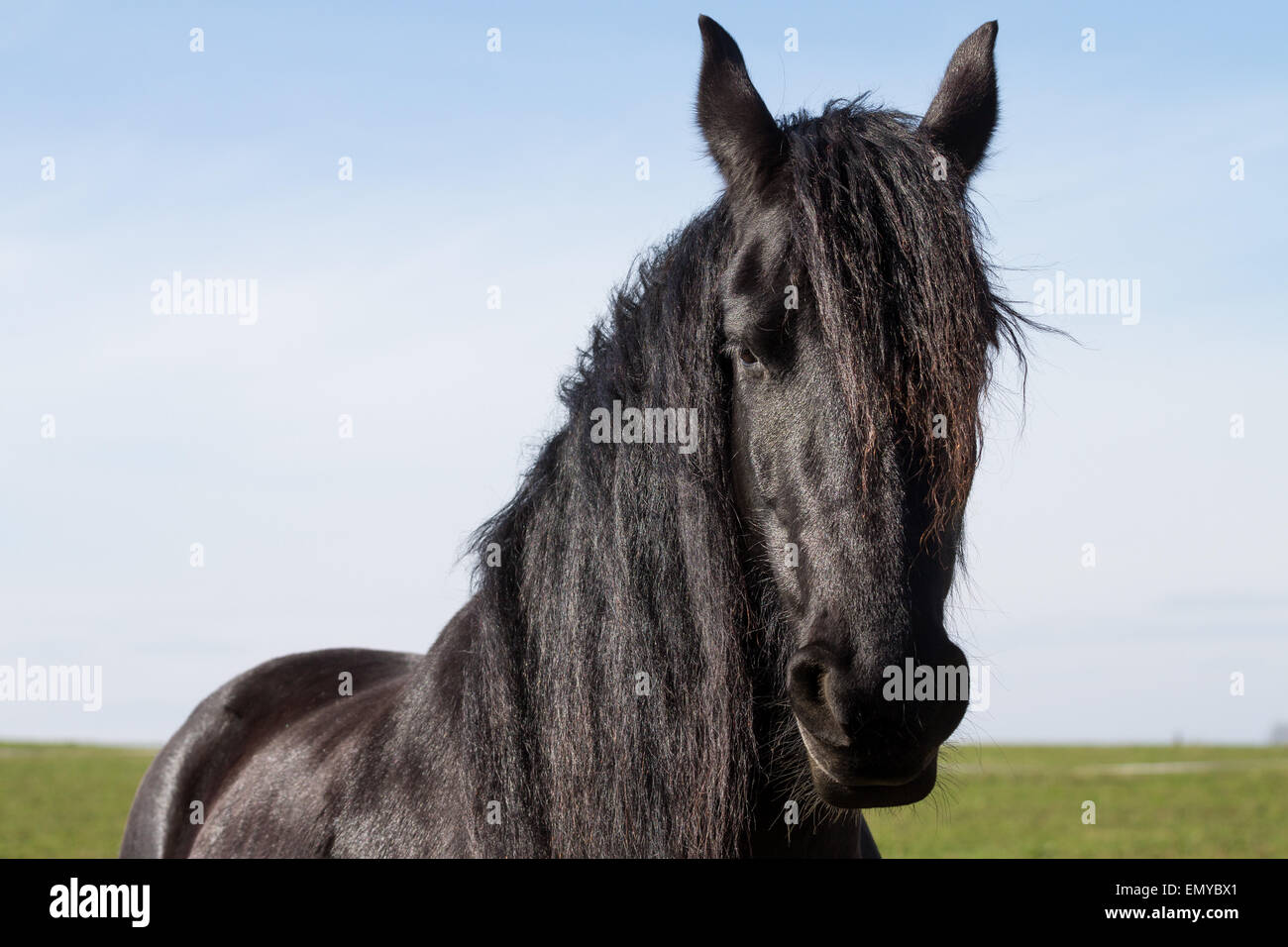 Black friesian horse stallion portrait hi-res stock photography and ...