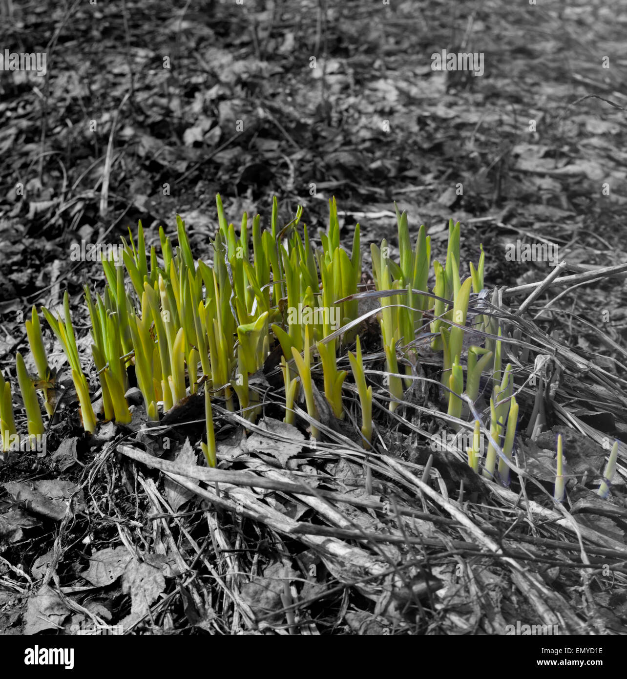 Spring Time Sprout Springtime appearance hi-res stock photography and images - Alamy