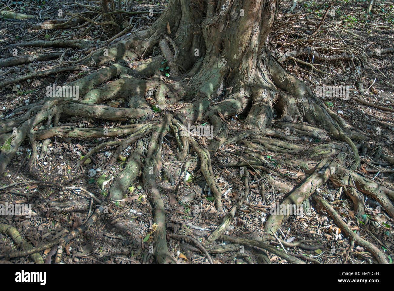 Yew tree roots Stock Photo Alamy