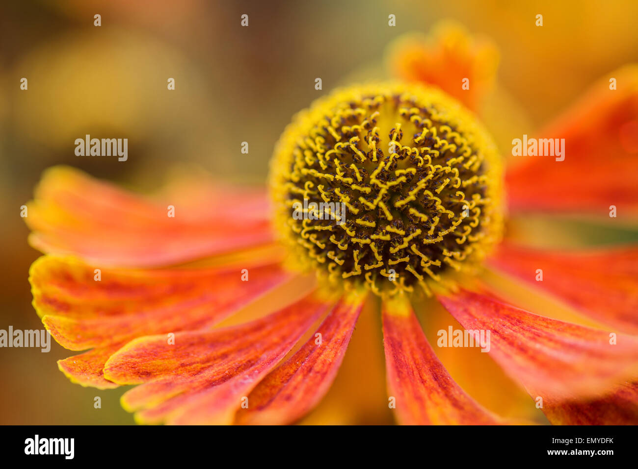 Lazy susan hi-res stock photography and images - Alamy