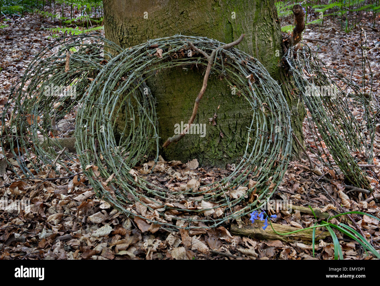Bluebells and barbed wire Stock Photo