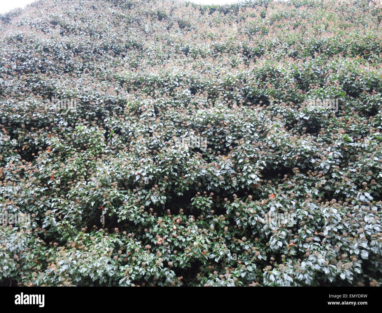 Ivy covering a wall. Stock Photo