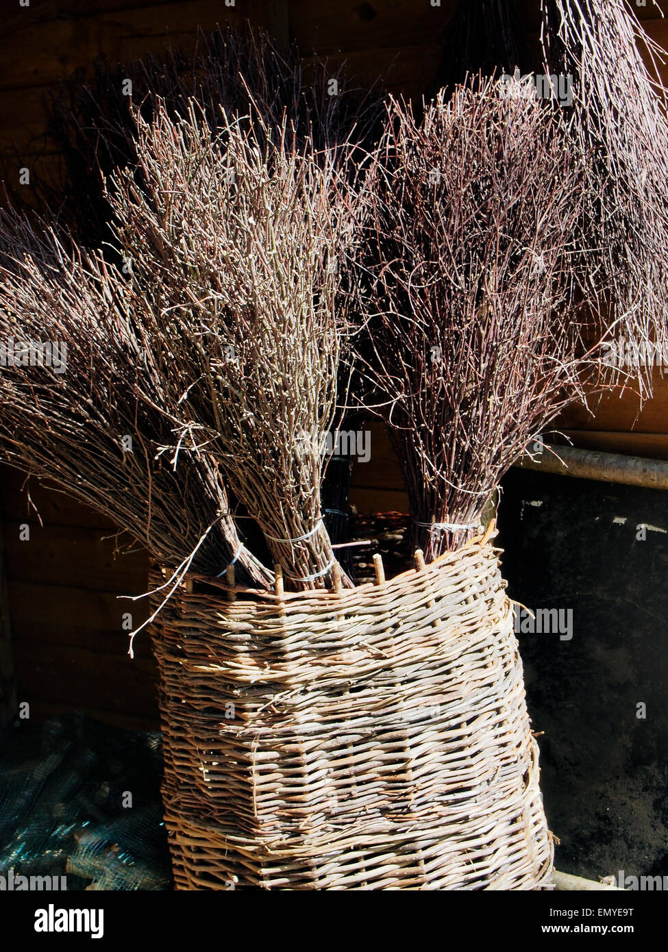 Besom brooms made from birch twigs and sometimes called witches brooms seen standing in a wicker basket on a sales stand. Stock Photo