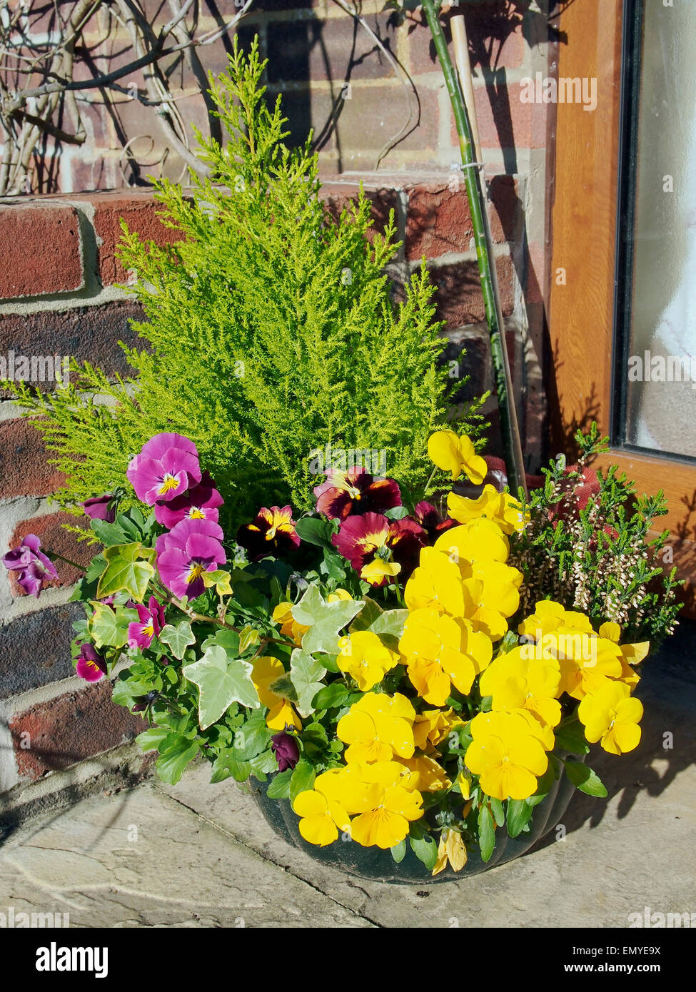 Container gardening -   bright and cheerful display of pansies, ivy, heather and a dwarf conifer on a house porch. Stock Photo