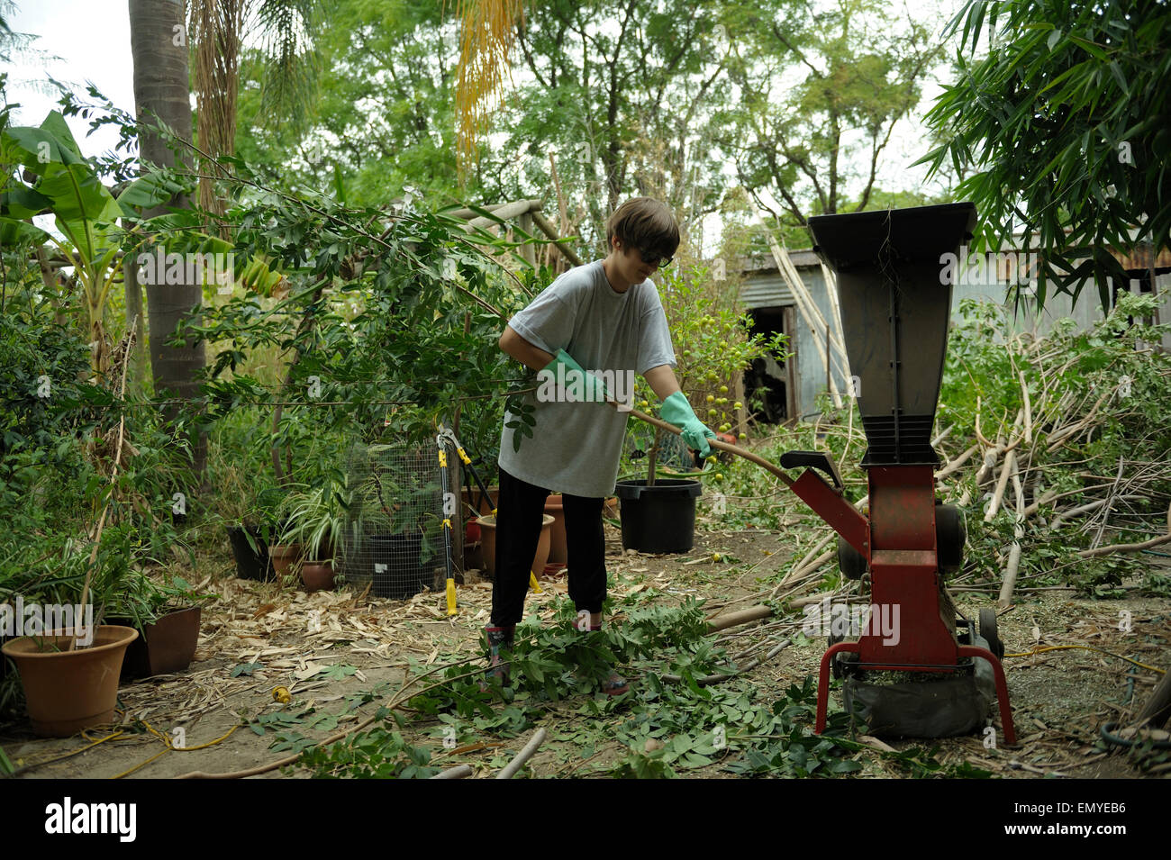 13 year old girl using chipping / mulching machine in suburban organic garden. Stock Photo