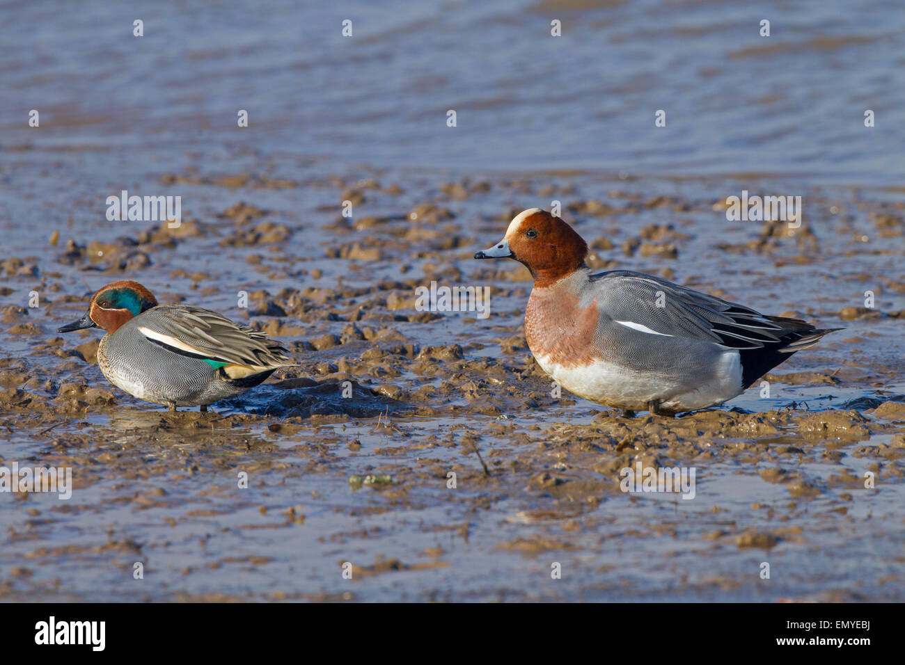 Teal Anas crecca male feeding with Wigeon male on shoreline Stock Photo