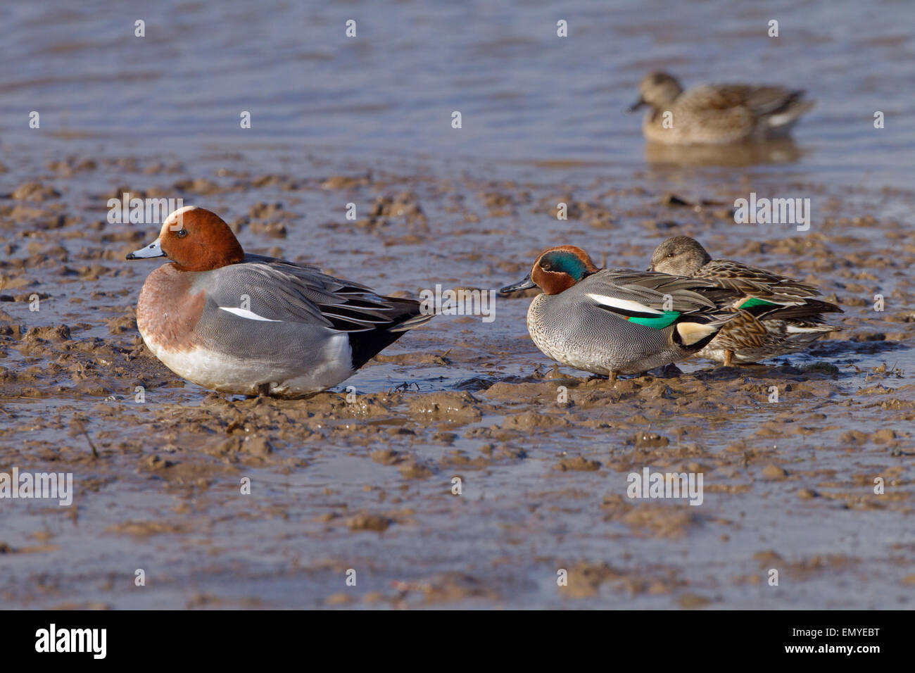 Teal Anas crecca male feeding with Wigeon male on shoreline Stock Photo