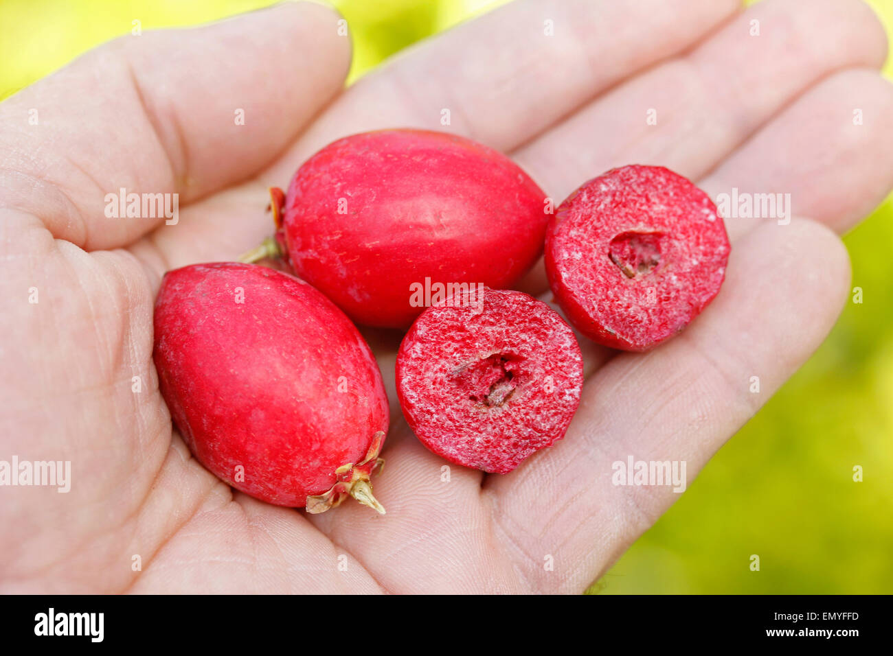 Natal plums. Carissa macrocarpa Stock Photo