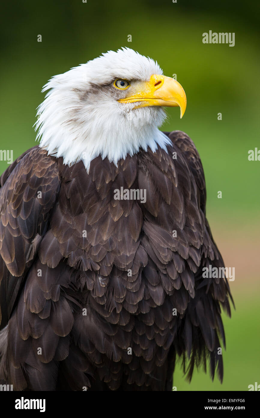 Portrait of a Bald Eagle (Haliaeetus leucocephalus) Stock Photo