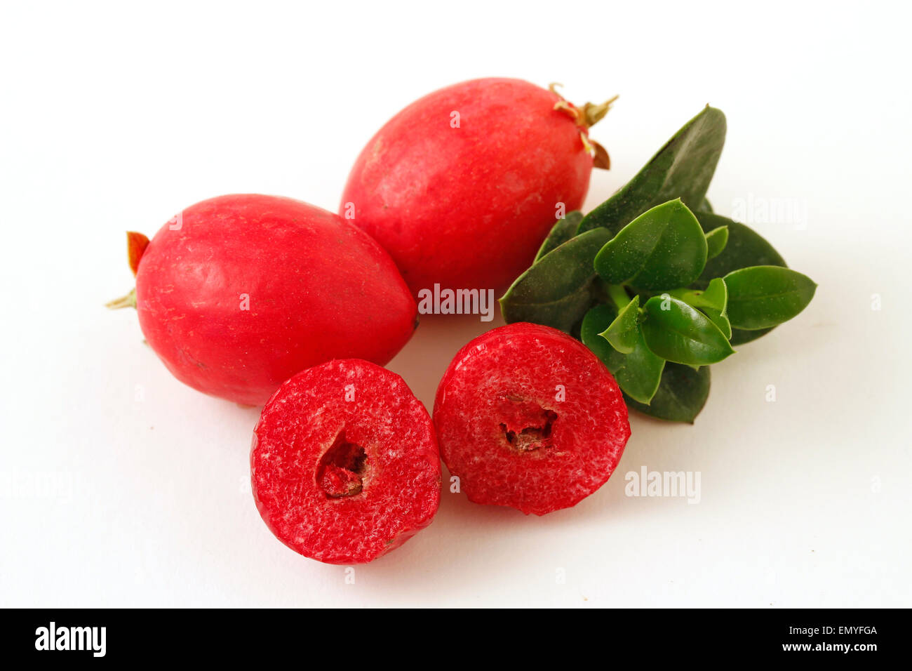 Natal plums. Carissa macrocarpa Stock Photo