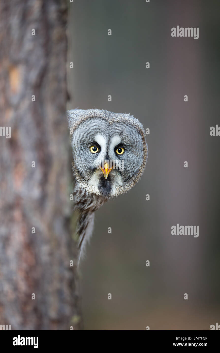 Great Grey Owl (Strix nebulosa) peering around a tree, calling Stock Photo