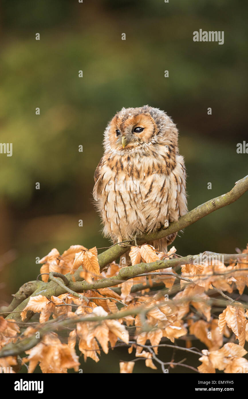 Tawny Owl (Strix aluco) perched on a branch with autum coloured leaves Stock Photo