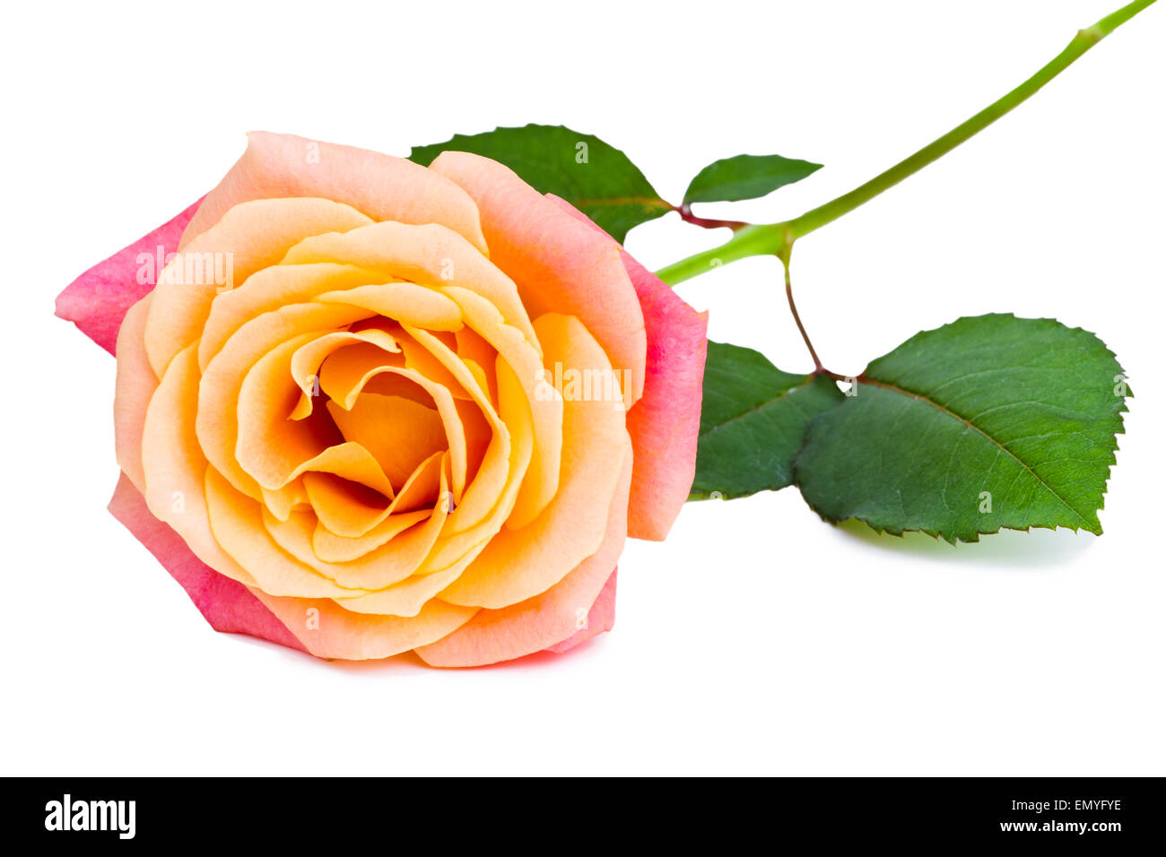 Beautiful fresh rose isolated on white background Stock Photo - Alamy