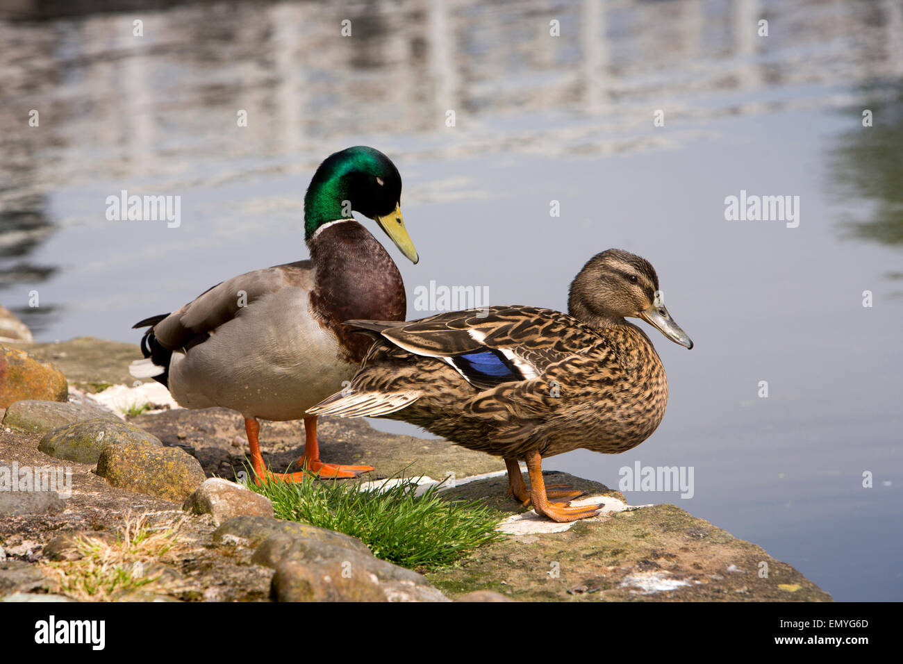 UK, England, Lancashire, Lancaster, male and female mallard ducks beside canal Stock Photo