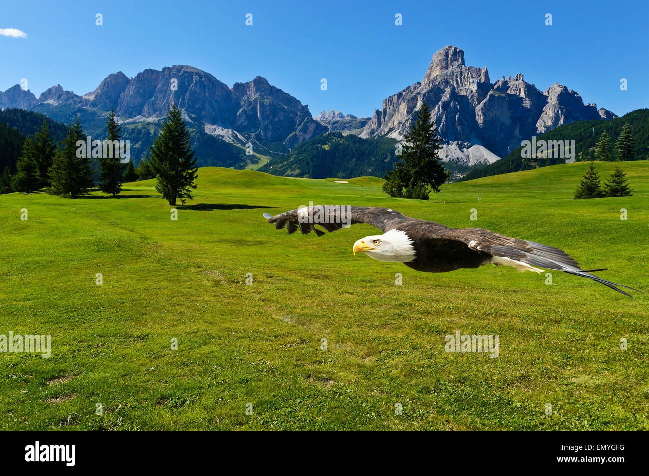 american eagle and view of the mount alta badia, Dolomites  - Italy Stock Photo