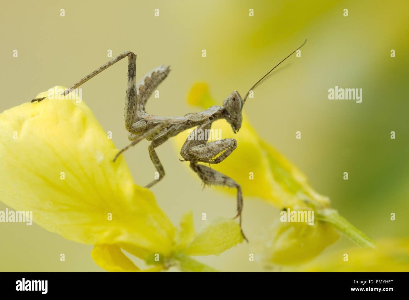 Juvenile praying mantis, at lifesize magnification Stock Photo Alamy