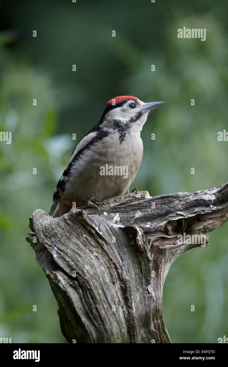 Great Spotted Woodpecker, Dendrocopos major, Juvenile with the all red crown, UK Stock Photo