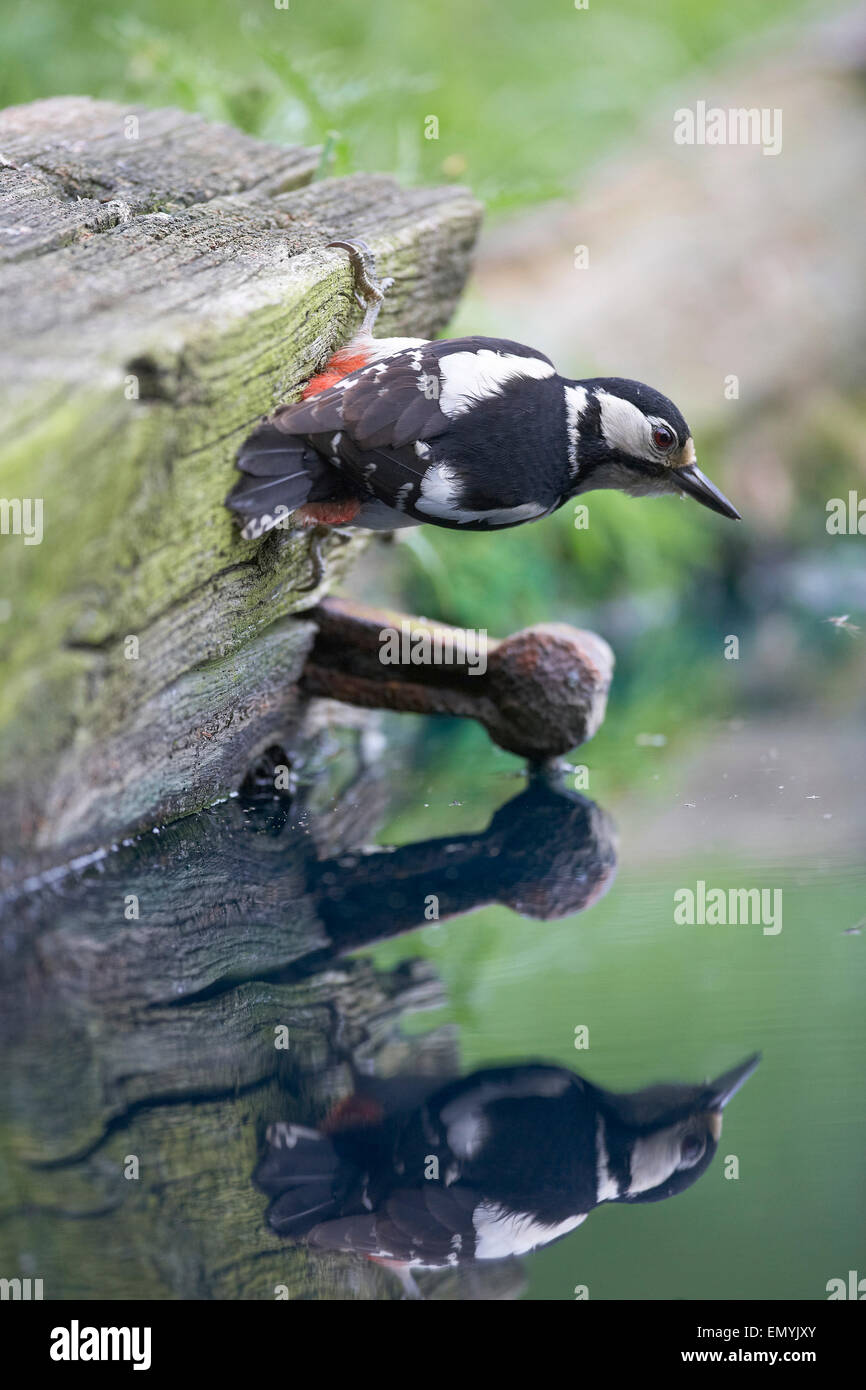 Female great spotted woodpecker hi-res stock photography and images - Alamy
