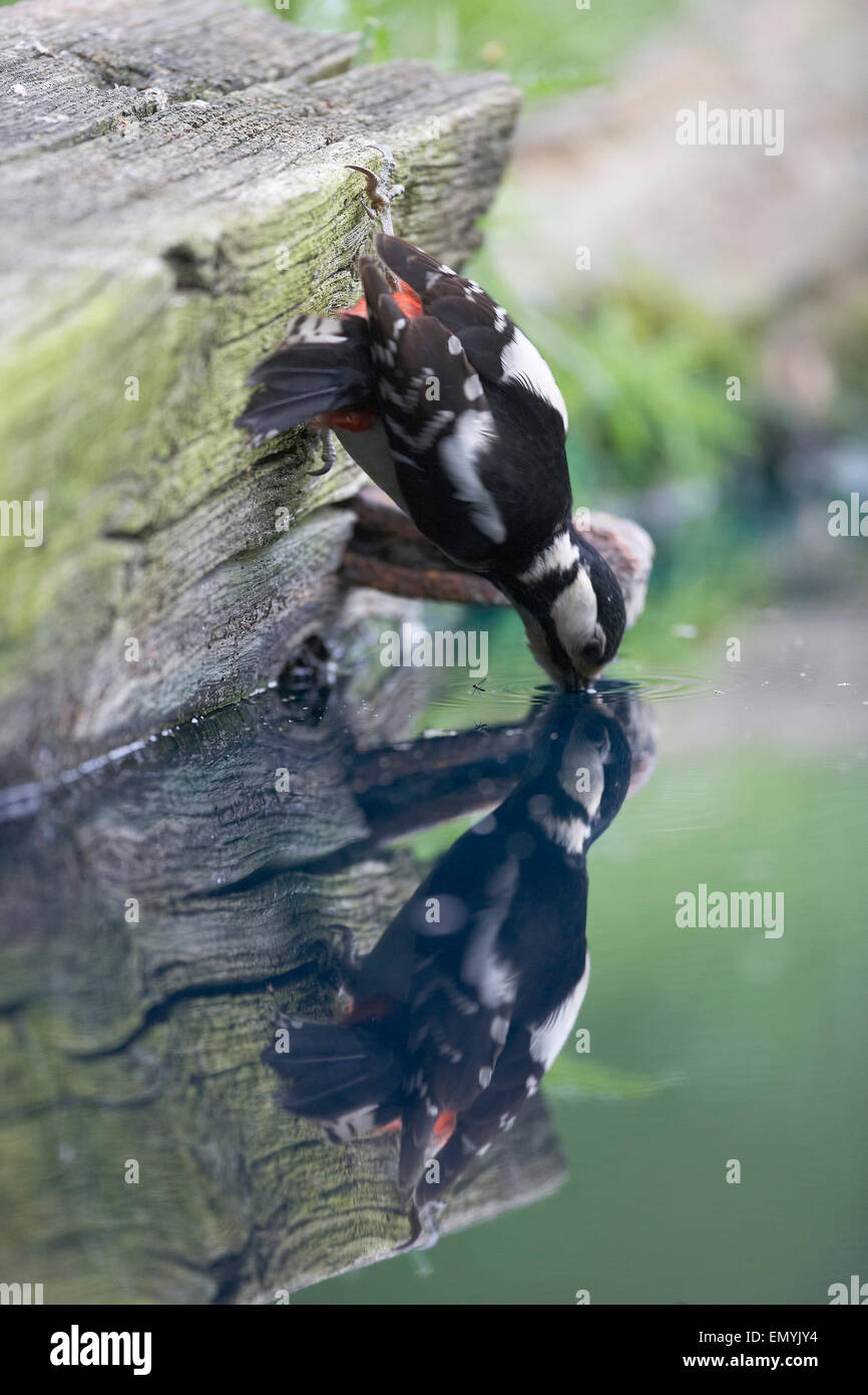 Female great spotted woodpecker hi-res stock photography and images - Alamy