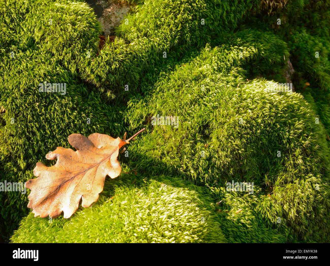 dry leaf on green moss in the undergrowth Stock Photo