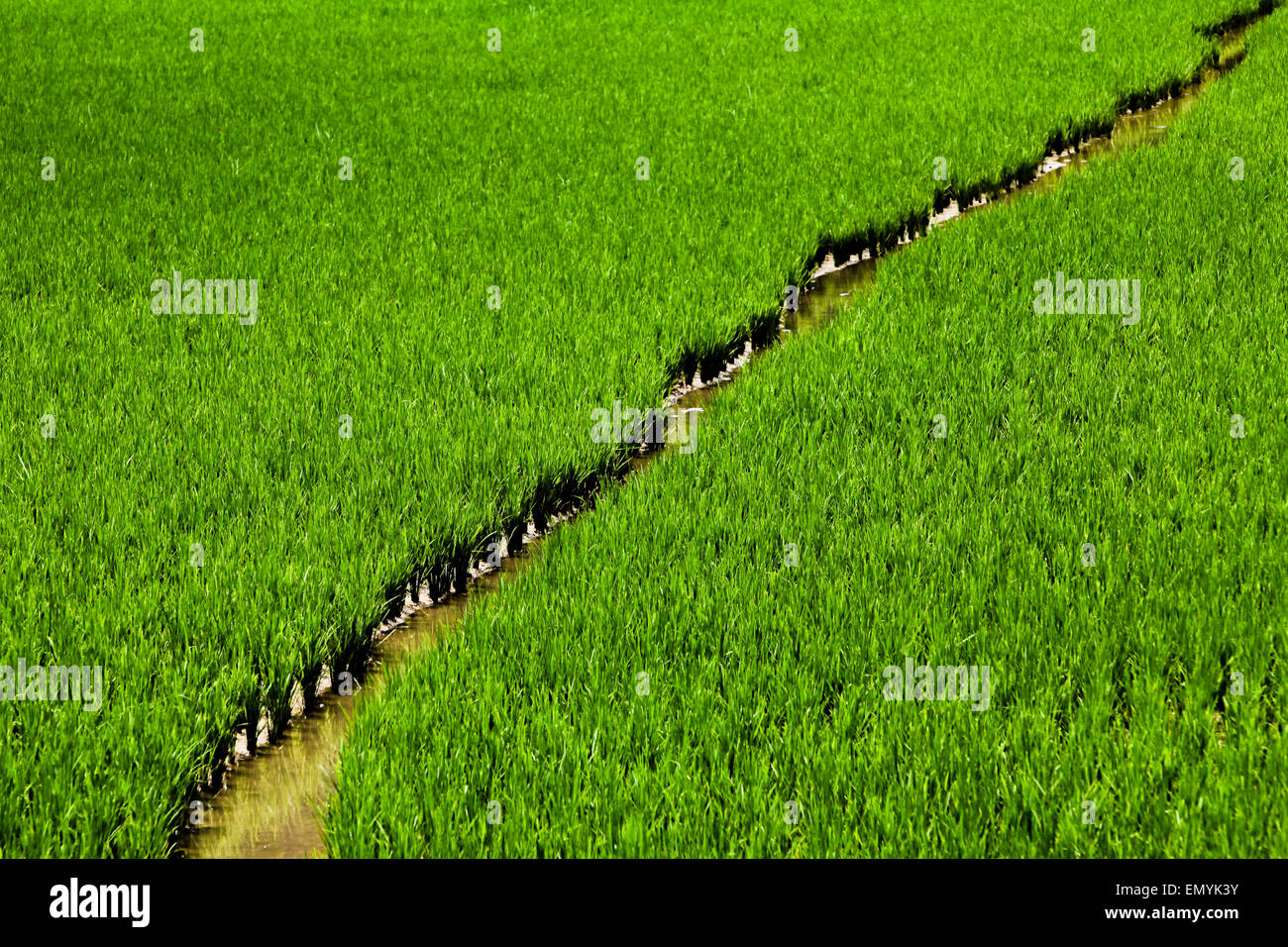 Rice field with a waterway in the traditional village of Kete Kesu in North Toraja, South Sulawesi, Indonesia. Stock Photo