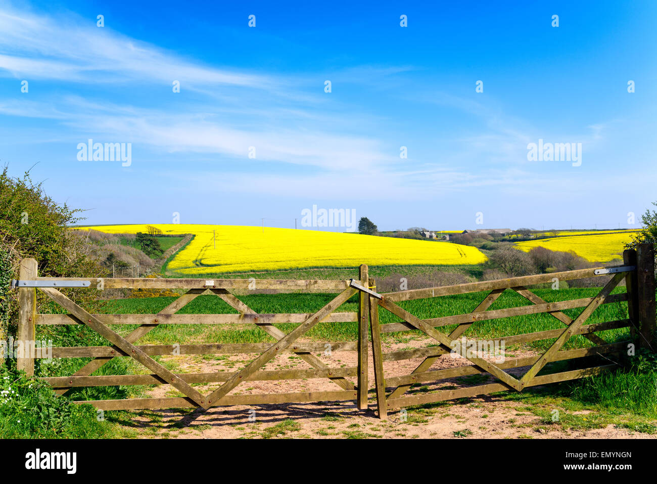 Fileds of yellow rapeseed on the Rame peninsula in Cornwall Stock Photo