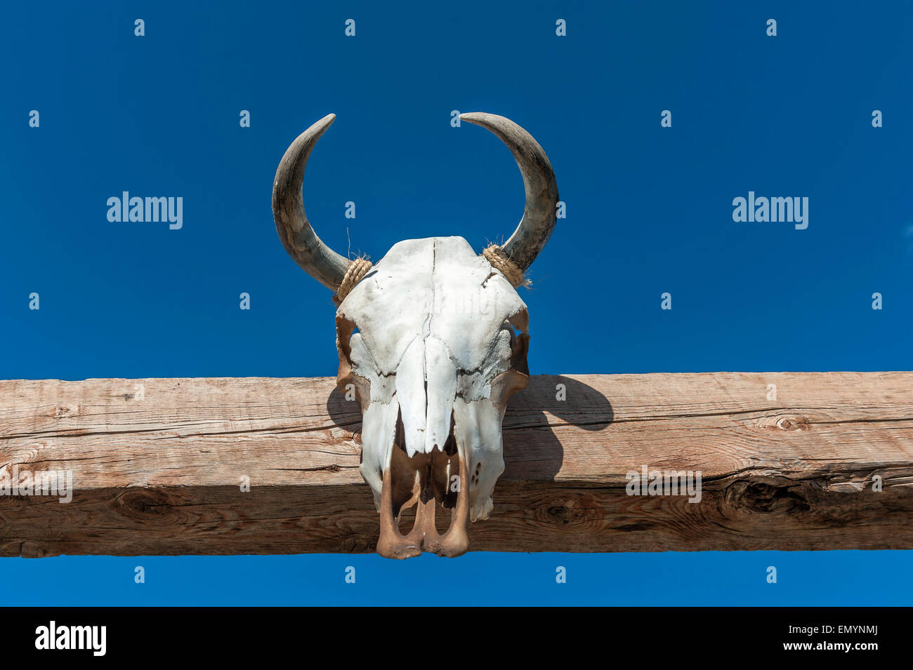 Cow skull hanging on a wooden gate. Texas USA Stock Photo