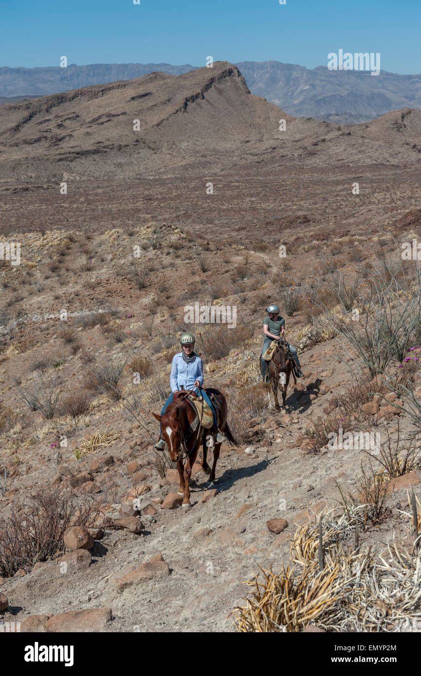 Horseback riding in Big Bend Ranch State Park. Texas. USA Stock Photo