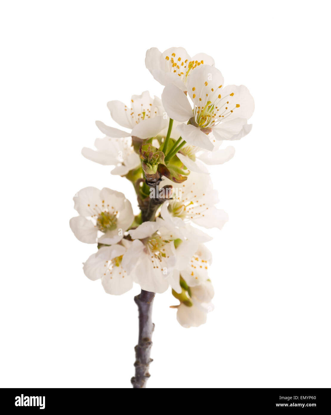 cherries branch in flowers isolated on white Stock Photo
