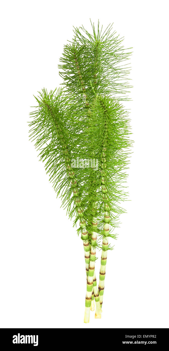Horsetail_Mama