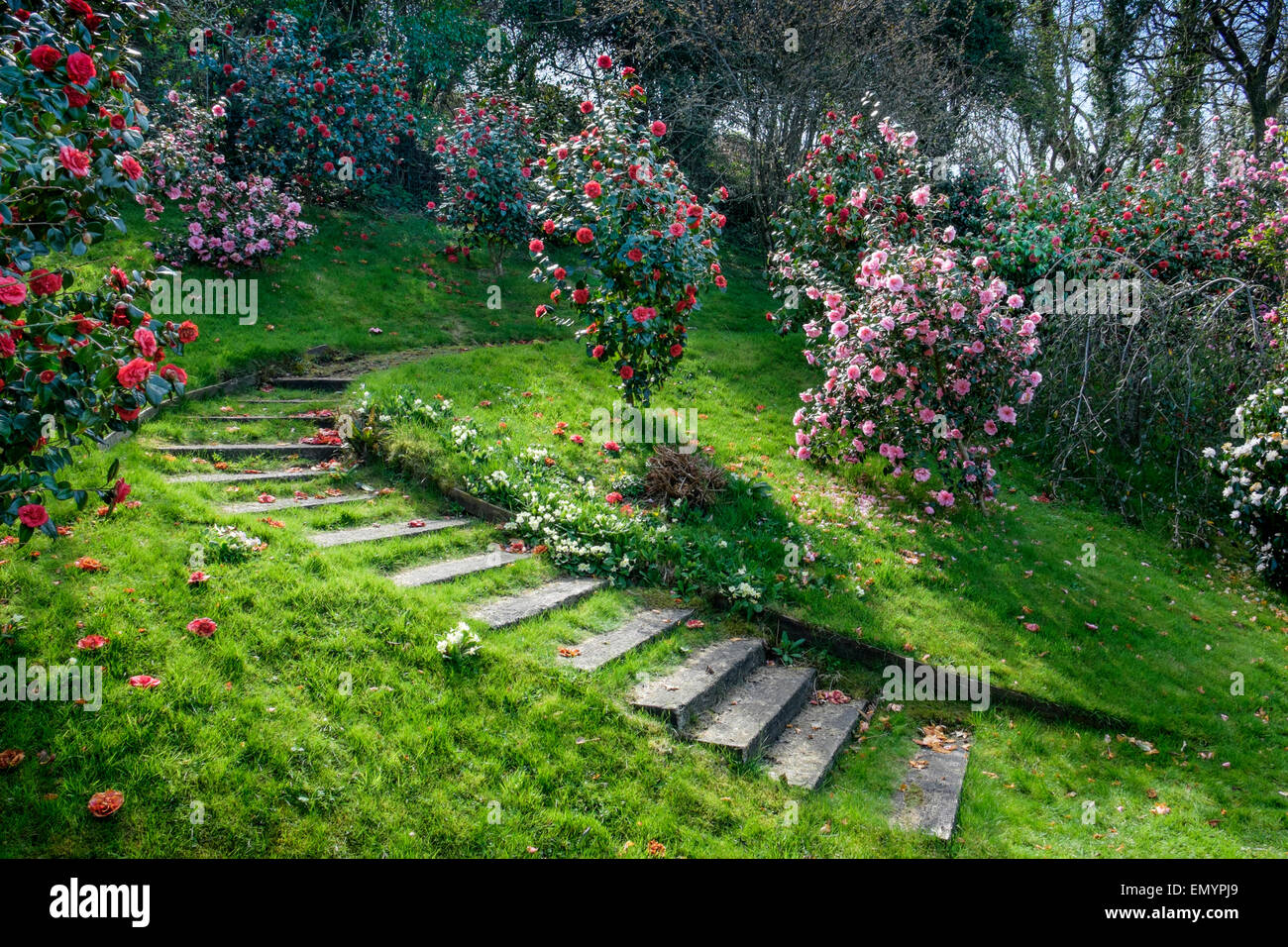 Camellias in a garden Stock Photo