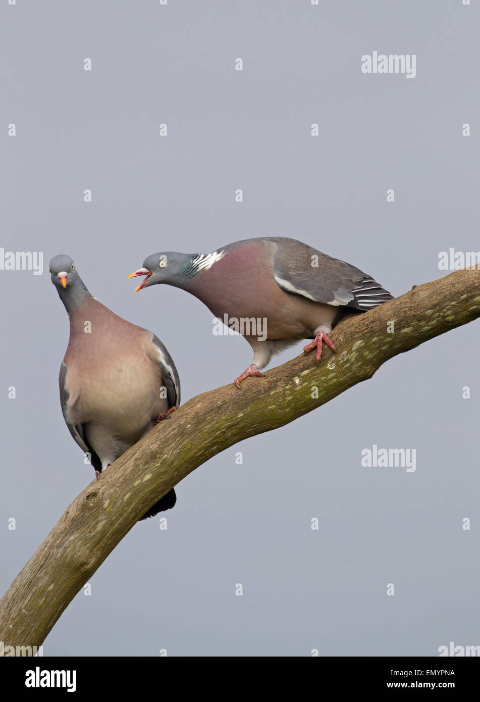 Wood Pigeons Columba palumbus rivals perched in small copse near surrounding farmland.April Stock Photo