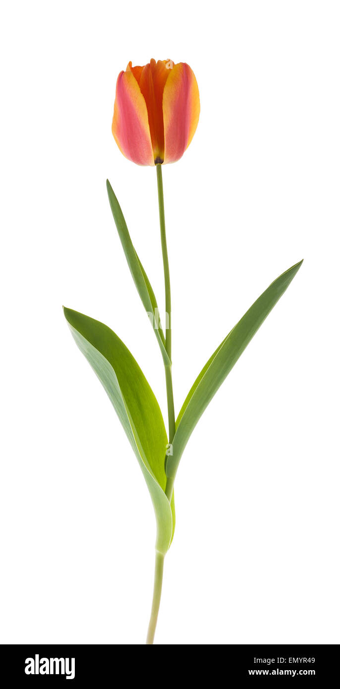 Tulip flower isolated on white background Stock Photo - Alamy