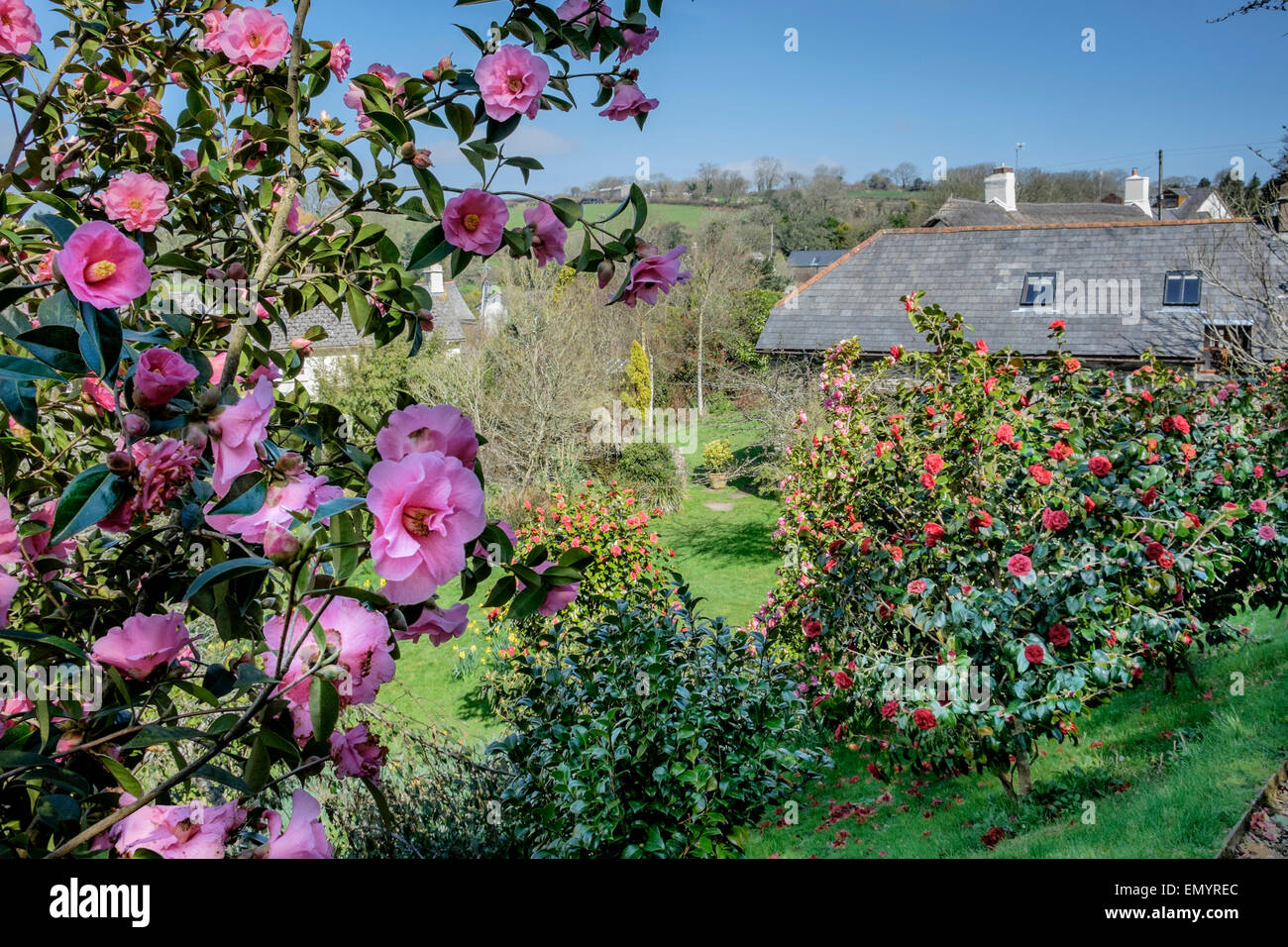 camellia bushes in a garden with an old cottage roof in the background Stock Photo