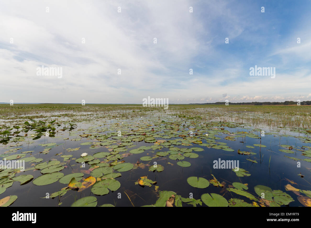 Boggy Creek Florida Stock Photo Alamy