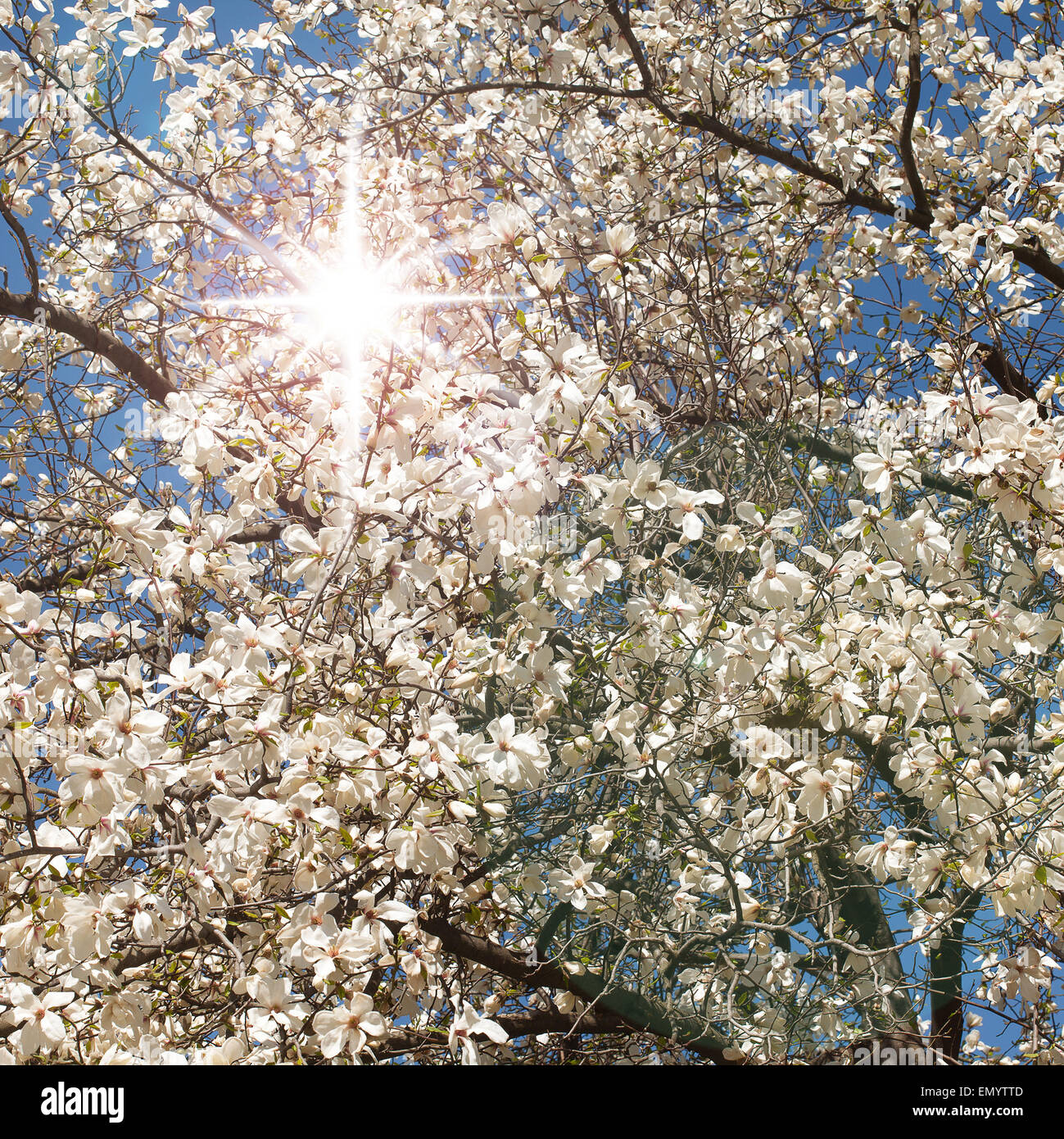 Spring. Magnolia tree in bloom on sunny day Stock Photo - Alamy