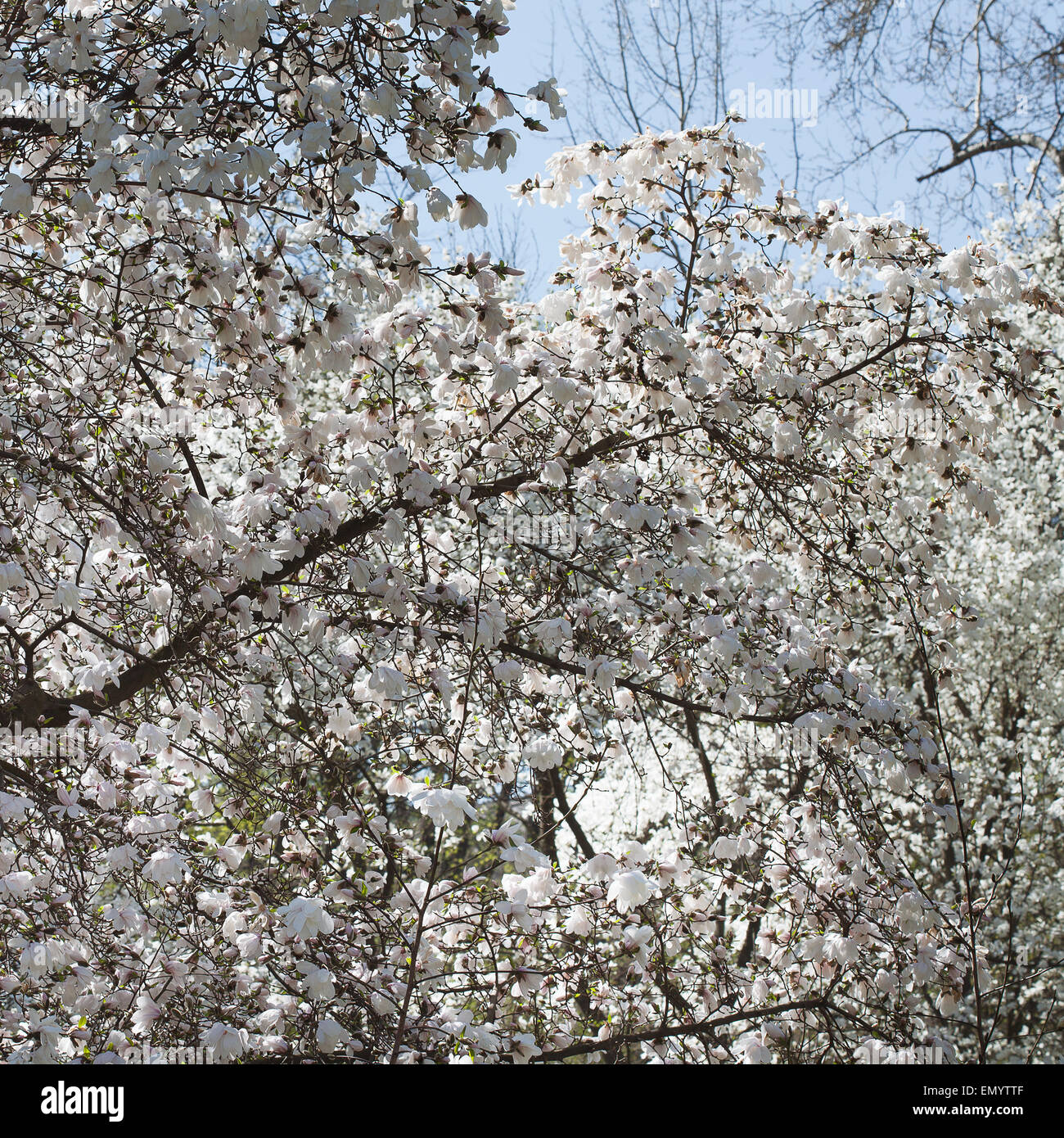 Spring. Magnolia tree in bloom on sunny day Stock Photo - Alamy