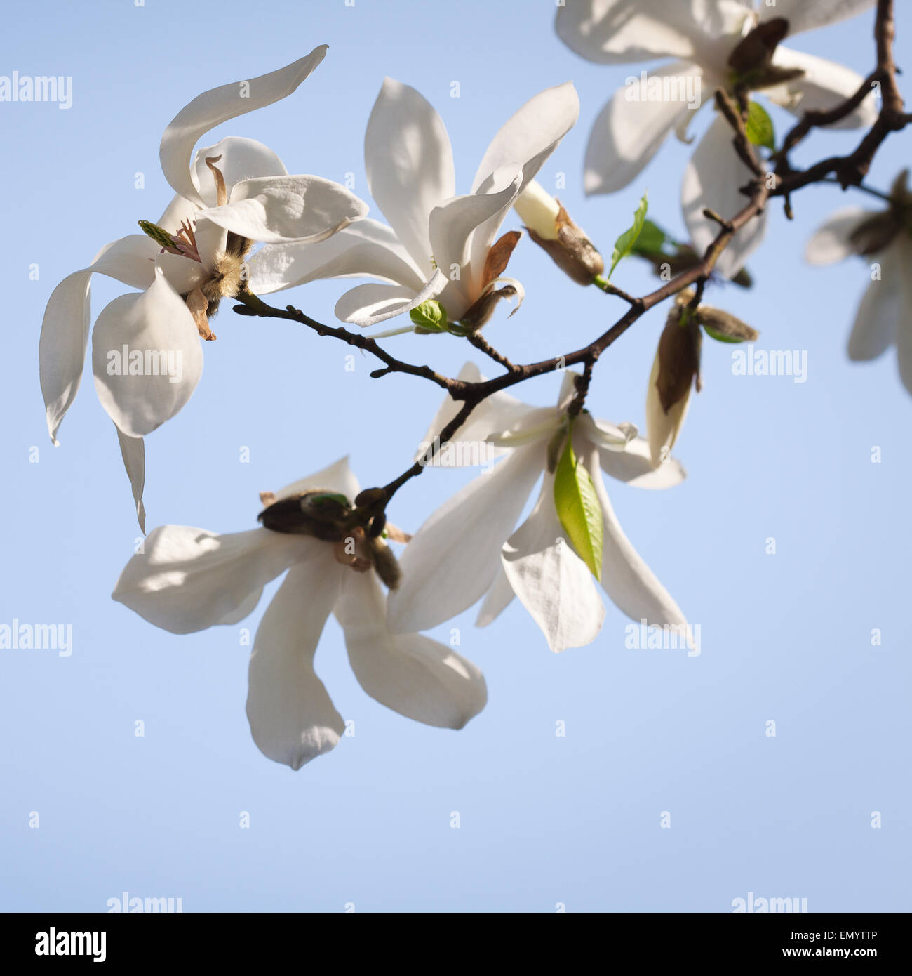 Spring. Magnolia flowers Stock Photo - Alamy