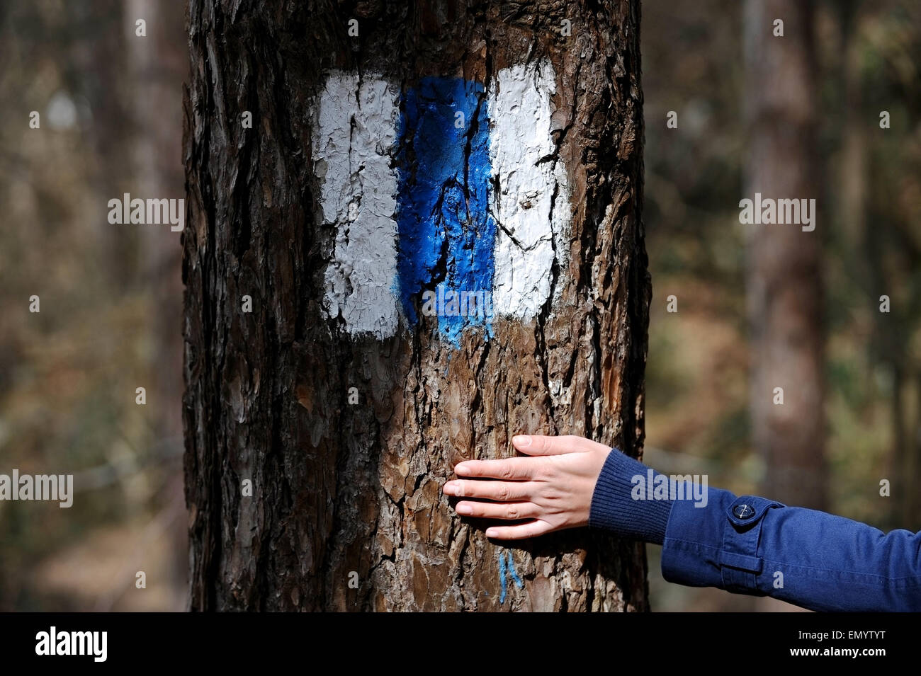 Human hand on a tree bark marked with a blue hiking trail sign Stock Photo