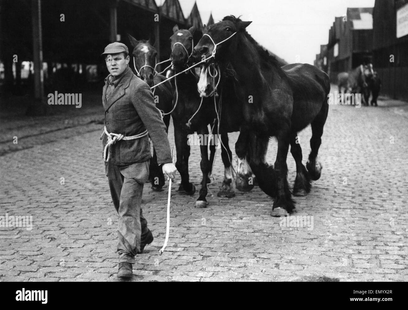 In Antwerp, a horse is now three times more valuable dead than alive - and a handful of Belgium butchers are making £1,000,000 a year by the mass slaughter of an animal which for centuries has been man's most faithful servant. The horses - shipped as work Stock Photo