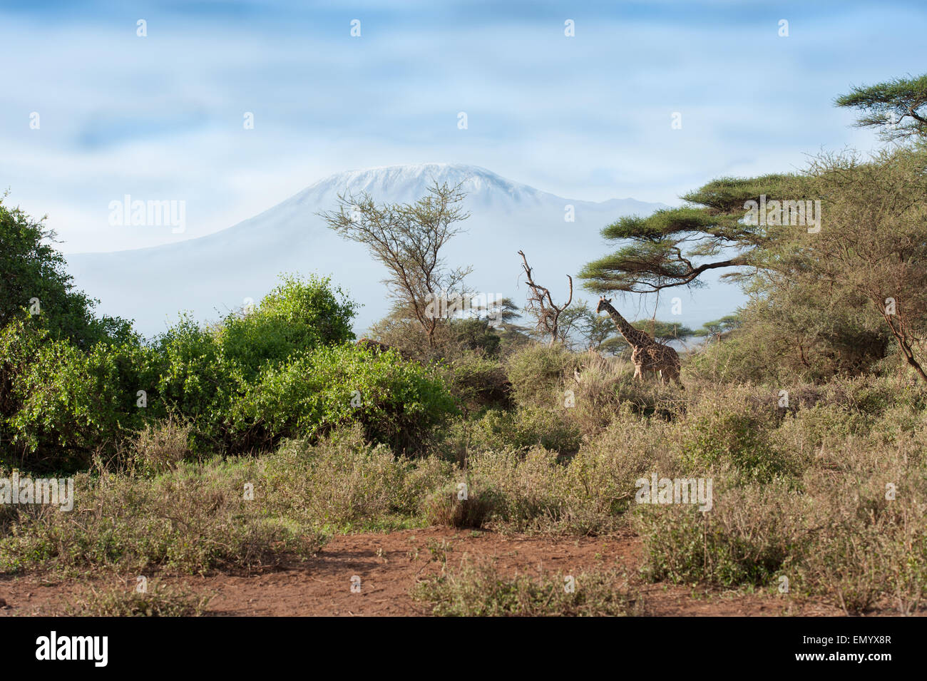 Kilimanjaro with acacia and giraffe Stock Photo