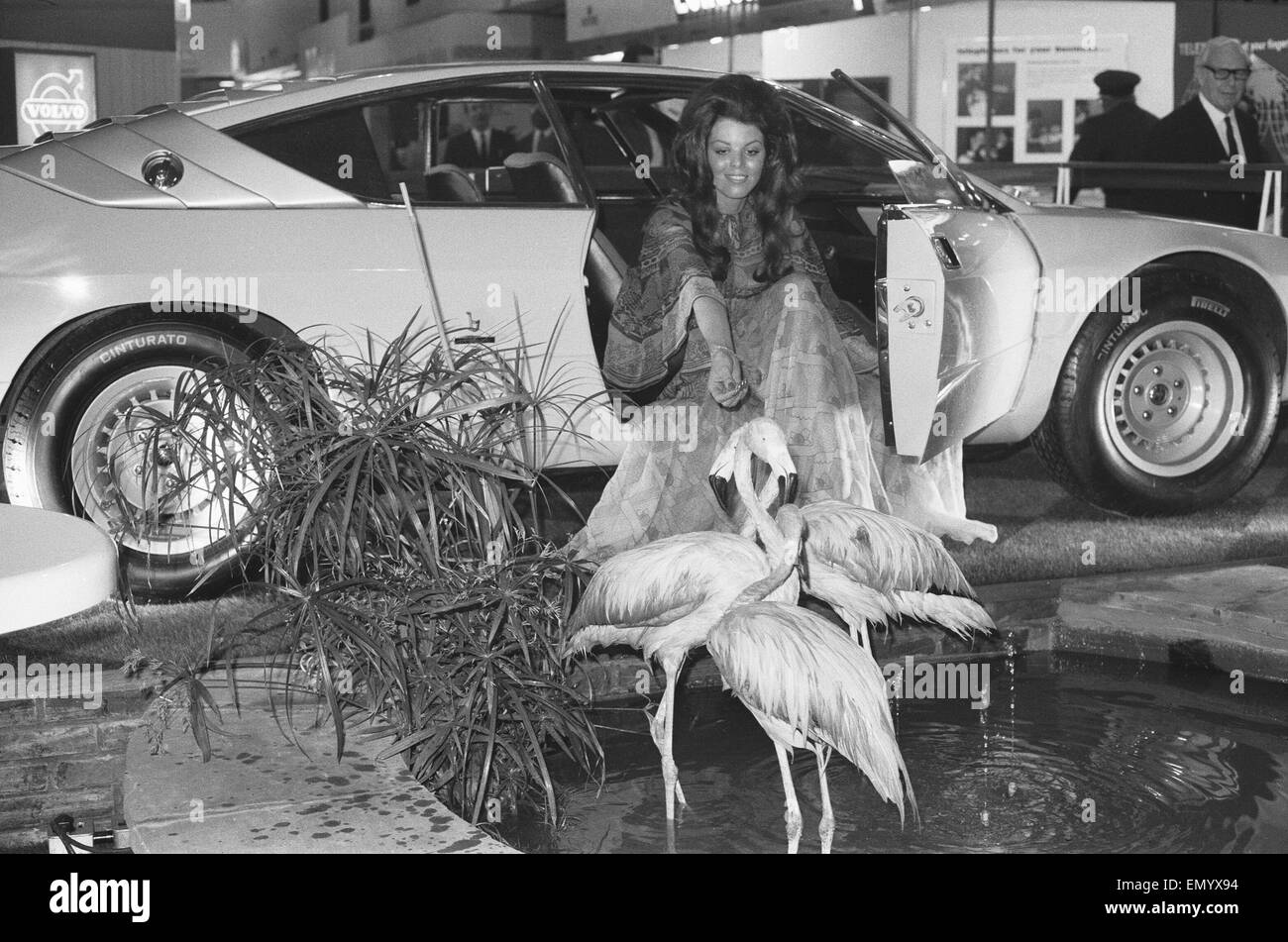 Model with flamingoes at the 1971 Earls Court motor show 19th October 1971 Stock Photo