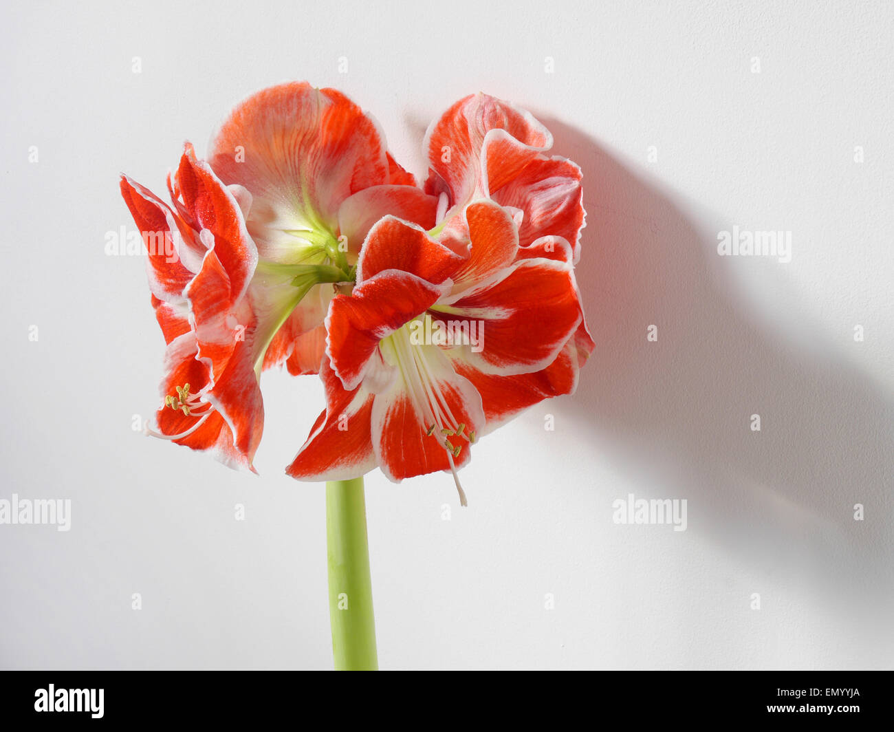 Amaryllis belladonna red and white Stock Photo - Alamy