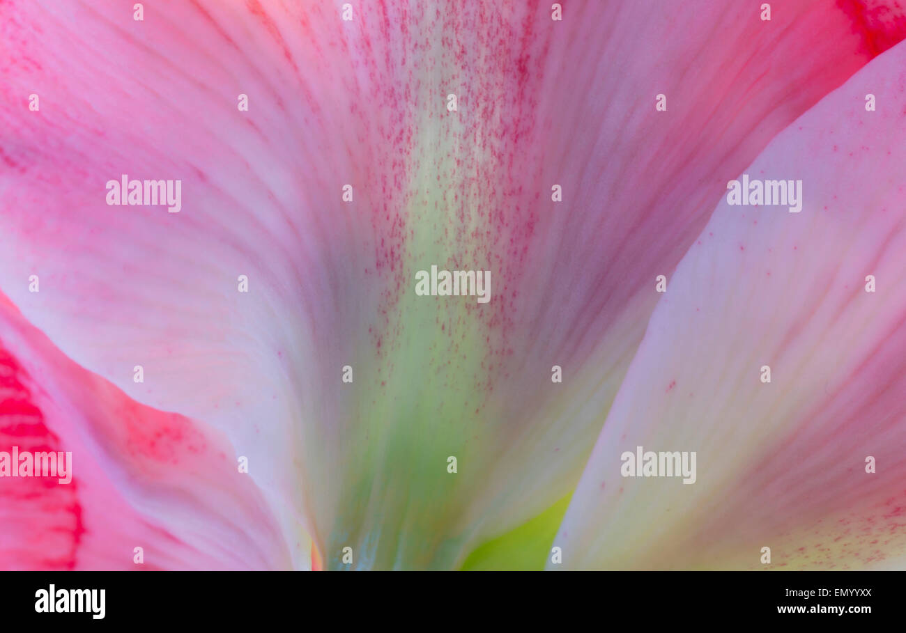 Amaryllis belladonna red and white Stock Photo - Alamy