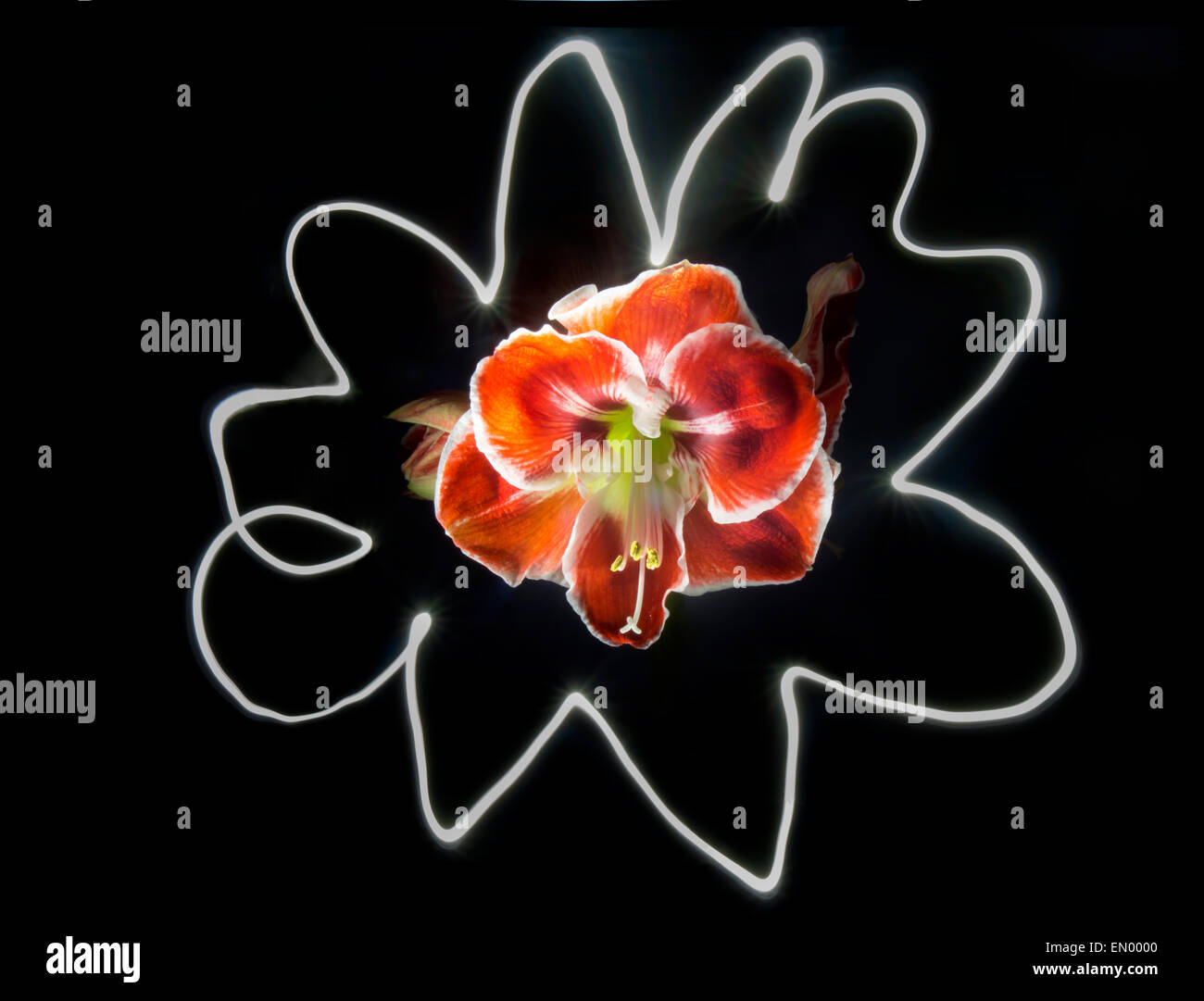 Amaryllis belladonna red and white line halo Stock Photo