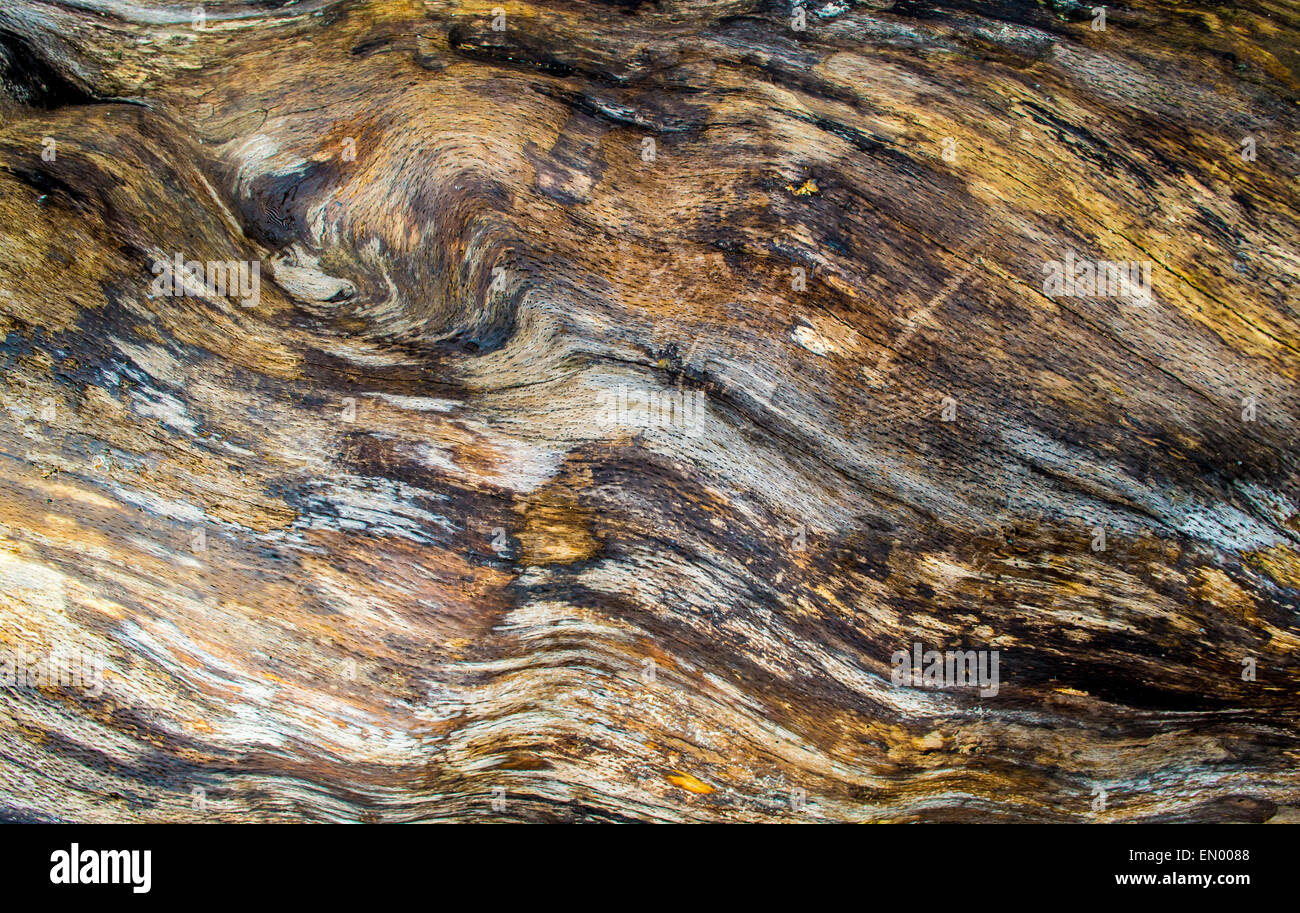 Natural Wood Grains streaked with black and brown growth Stock Photo